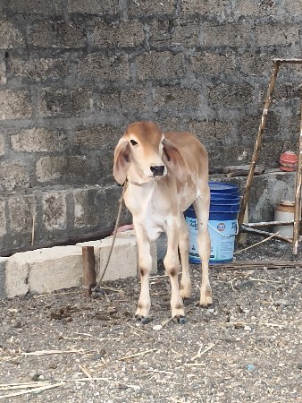 ૪ મના છે