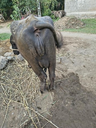 વેચવાની છે