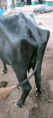 ભેંસ વેચવાની છે