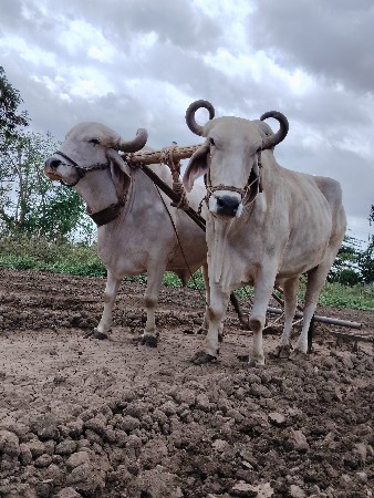 વેચવાના છે