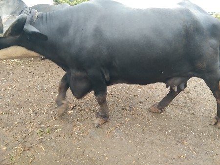 બે ભેસ વહેંચવાની છે