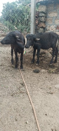પાડિયો