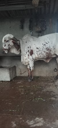 ગીર