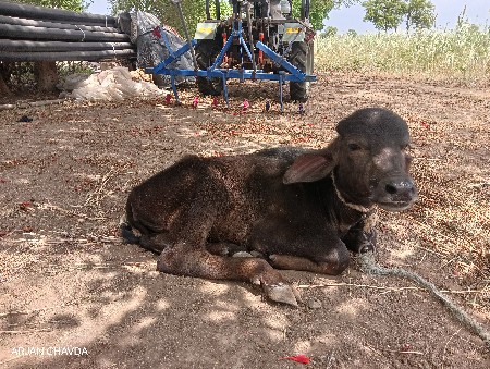 ભેંસ વેચવાની છે 1,30,000
