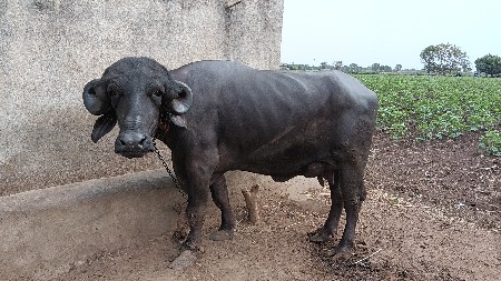 ભેંસ વેચવાની છે