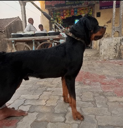 રોટવેલર મેલ વેસવા નો સે