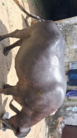 ભેંસ વેચવાની છે