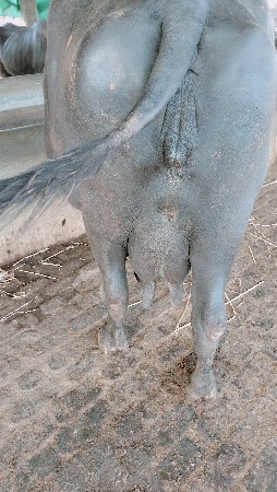 તૈયારીમાં હોય એવી