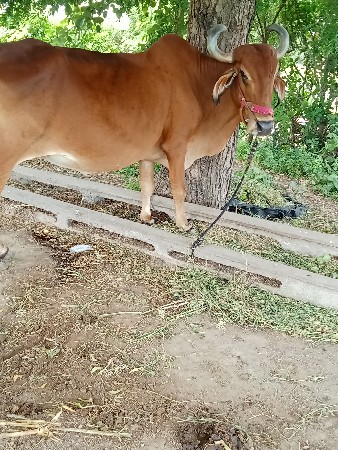 બળદ વેશવાના છે
