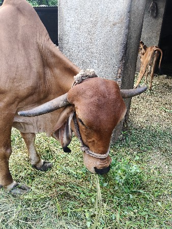 ગીર ગાય