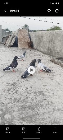 કબૂતર વેચવાના છે