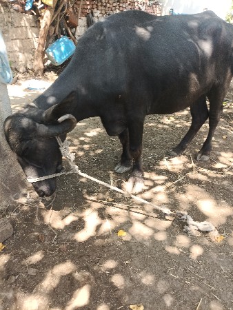 પેલું વેતર