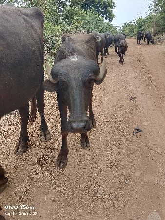 2.. ખડેલી અને 1 પાડો વેચવાના છે