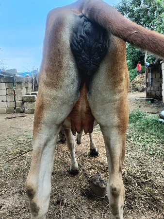 7 મહિનાની ગાભણ સે