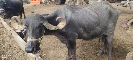 ભેંસ વેચવાની છે