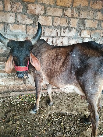 આ ગાય વેચવાની છે