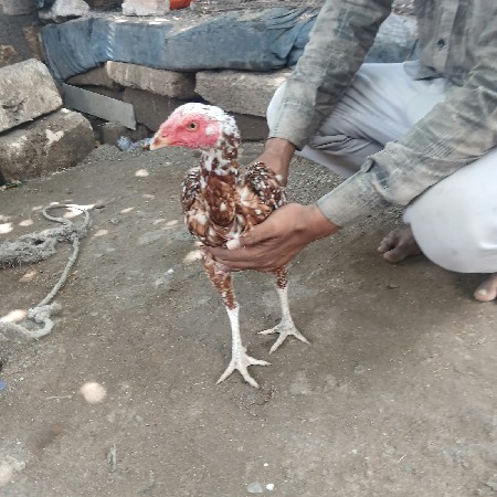 asil murga na choto