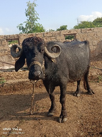 2 ભેંસો વેચવાની છે..