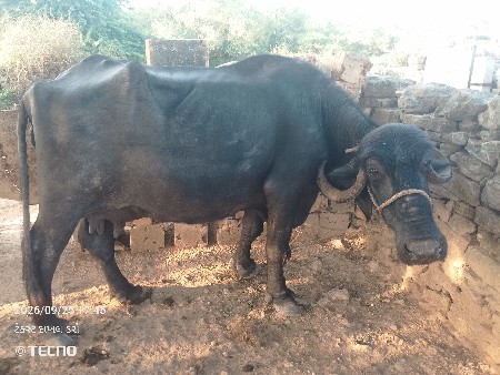 આ ભેંસ વેચવાની છે