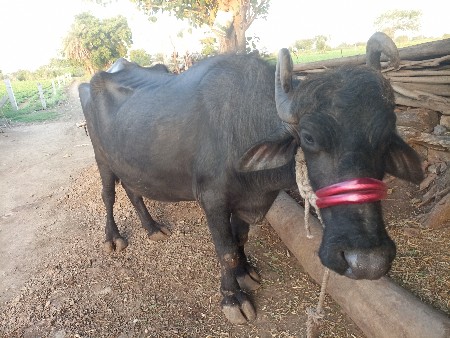 ભેસ વેચવાની છે