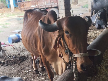 ગાય વેસવાની સે