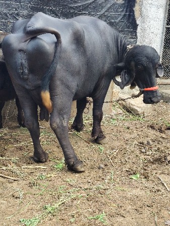 આ ભેંસ વેચવાની છે