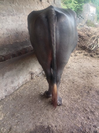 પાડો વેચવાનો છે
