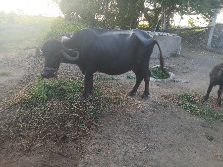 ભેસ વેચવાની છે