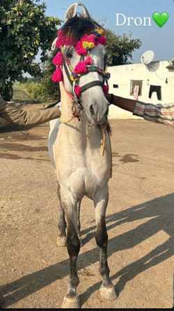 આ ઘોડો વેસવાનો સે સાટા પણ કરવાના છે
