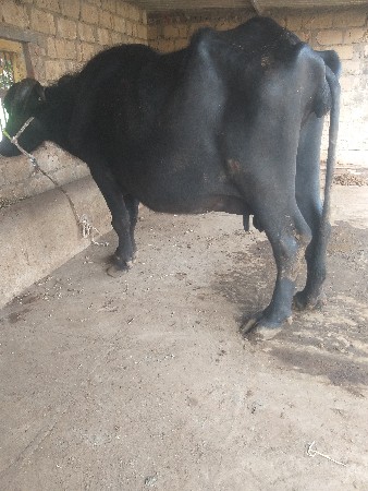 ભેંસ વેચવાની છે