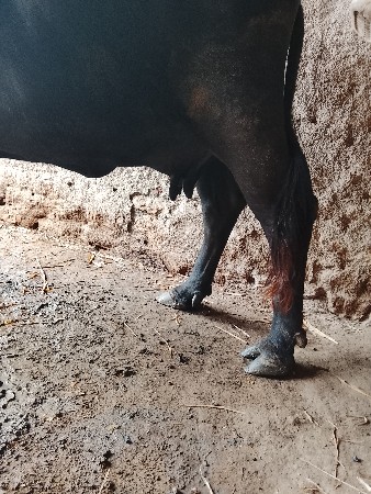 ભેંસ વેચવાની છે