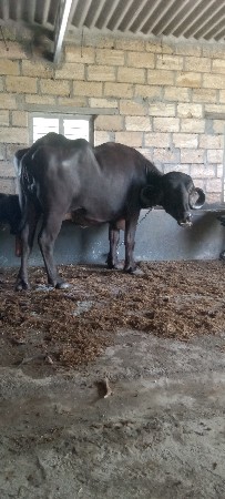 bhes vesavani