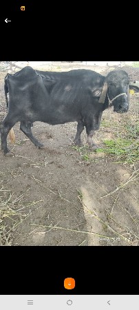 બે ભેસુ વેચવાની છે