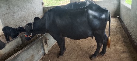 બેખડેલી વેશવાની છે
