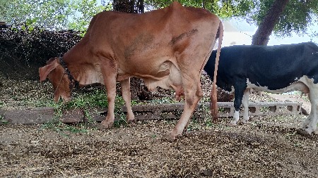 જર્સી ગાયુ વેસવા ની છે