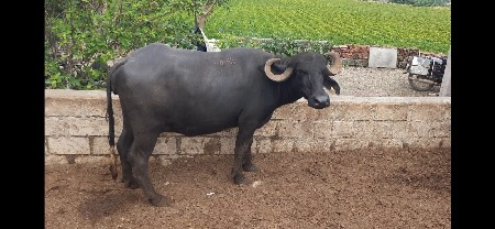 પેલી વેતર  ભેંસ