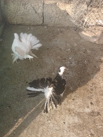 કબૂતર
