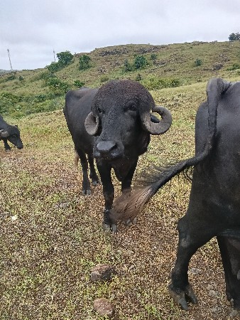 પાડો વેસવા નો છે