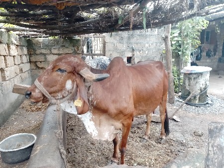 ગાય વેશવાની છે