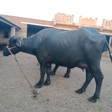 વેચવાની છે