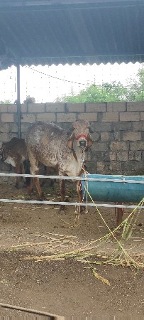 ગીર ગાય