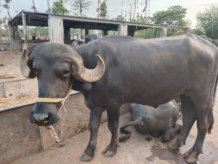 pado vechvano chhe