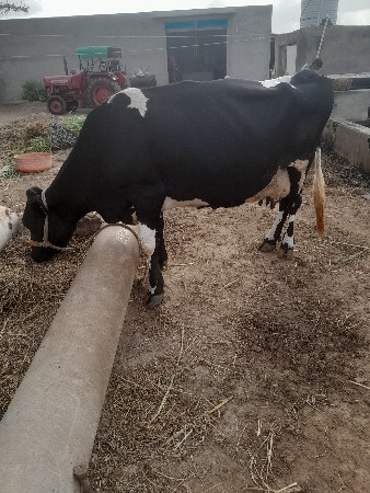 ગાય  વેચવાની છે ત્રીજુવીયાણી