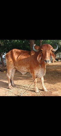 બડદ વેસવા ના સે