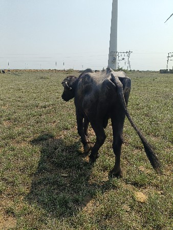 પાડો