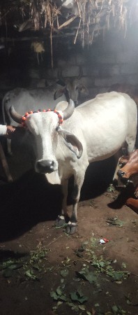ધોરી દેશી ગાય પેલું વેતર