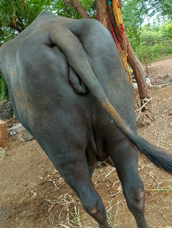 વેચવું છે