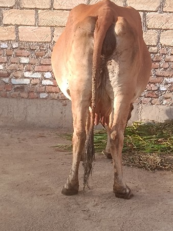 ગાય વેચવાની છે
