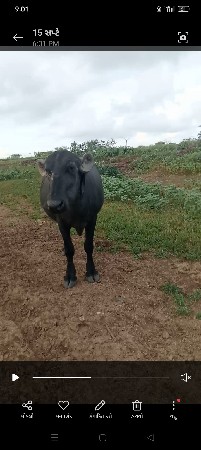 ભેંસ વેચવાની છે