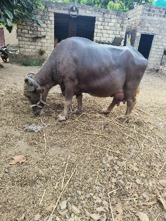 ભેંશ વેસવાની અને